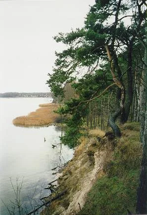 Bäume am Ufer einer Boddenlandschaft