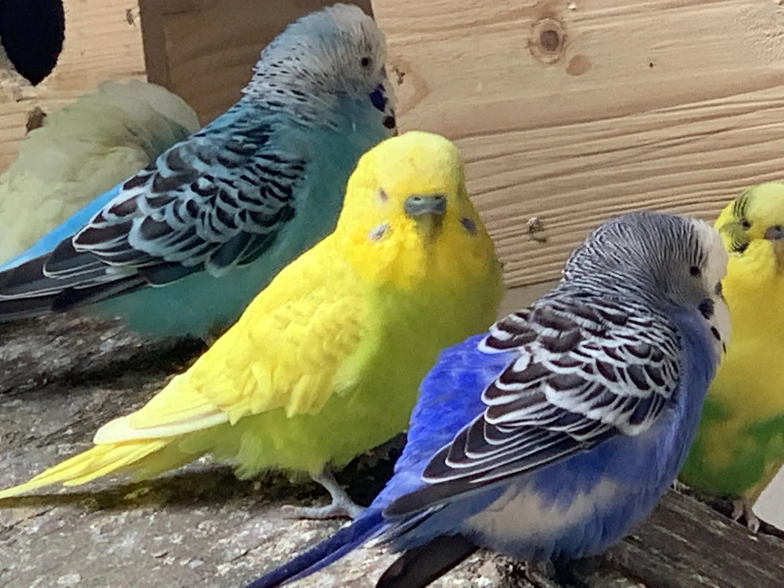 Wellensittiche im Weltvogelpark Walsrode