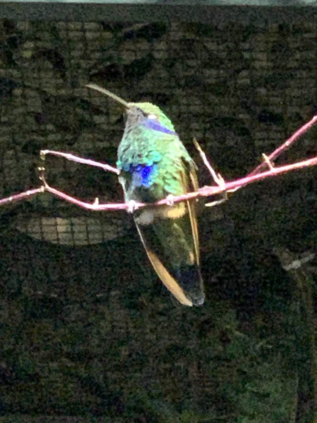 Farbenprächtiger Vogel im Weltvogelpark Walsrode