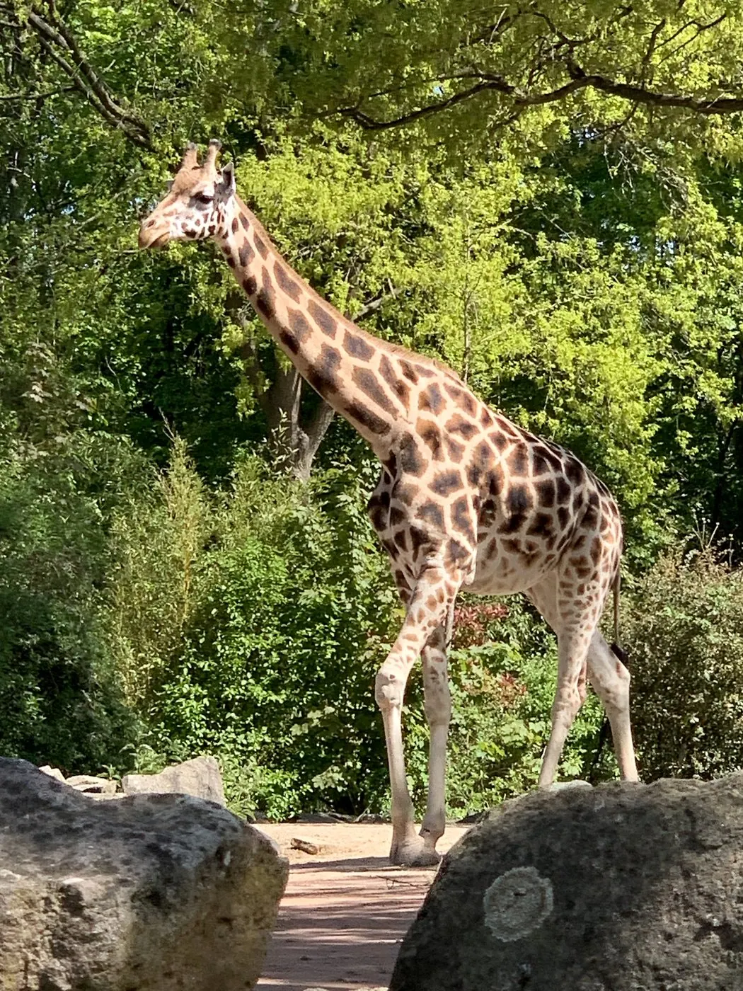 Giraffe im Erlebnis-Zoo Hannover