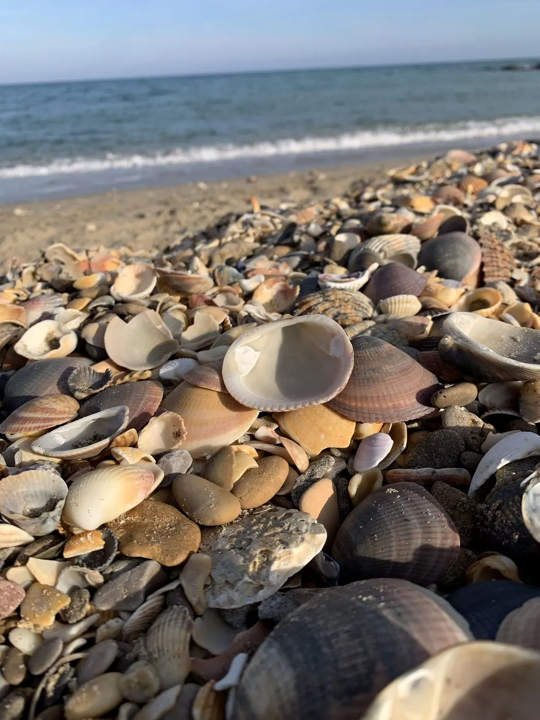 Muscheln am Mittelmeerstrand bei Sète