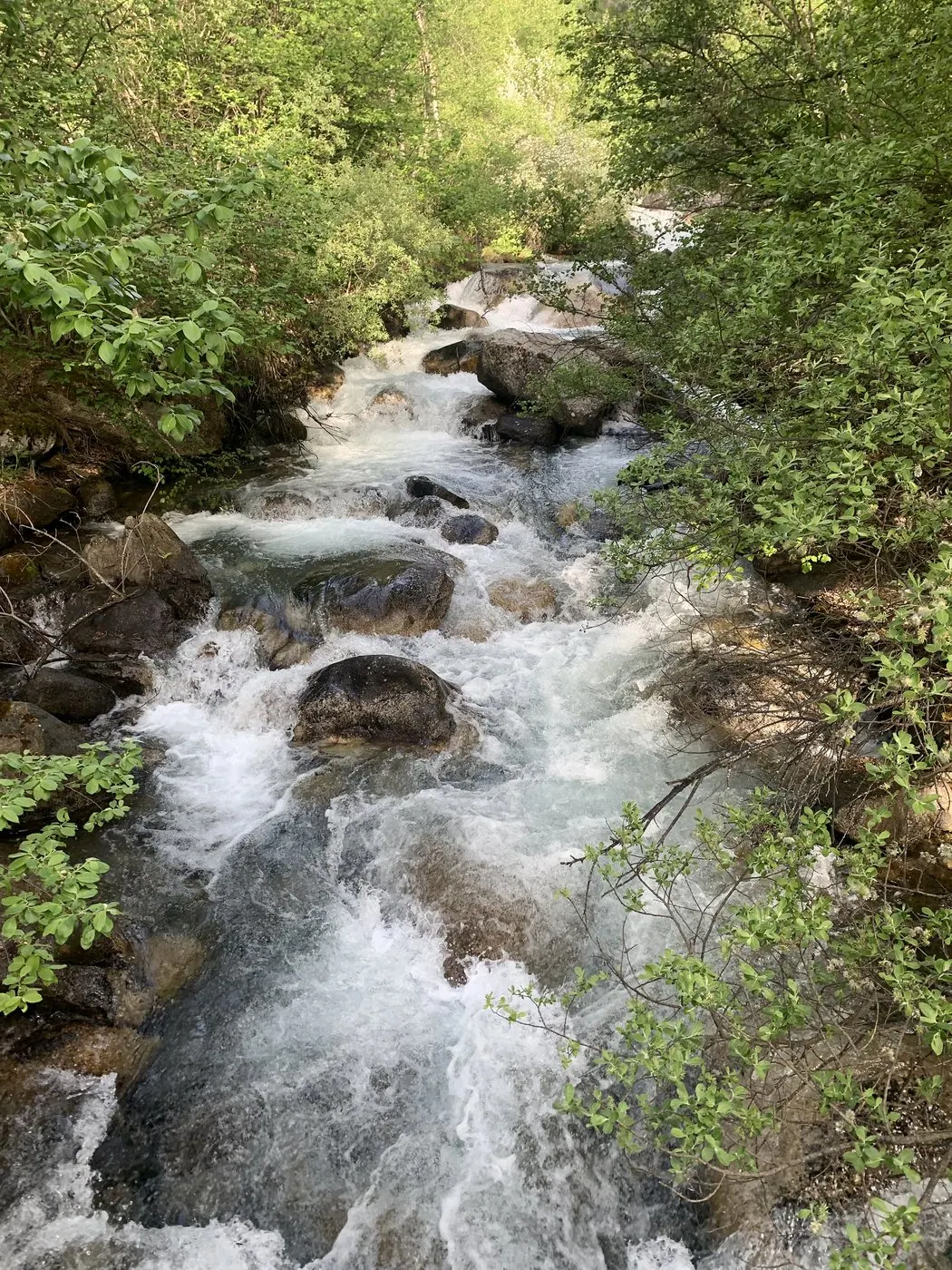 Gebirgsbach bei Espot im Nationalpark Aigüestortes