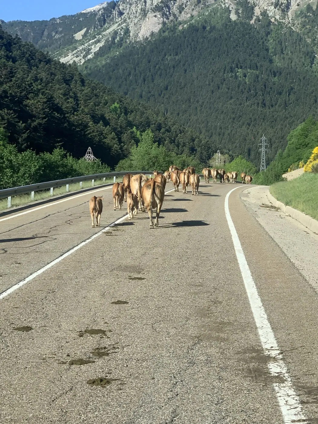 Viehtrieb auf einer Bergstraße in den Pyrenäen