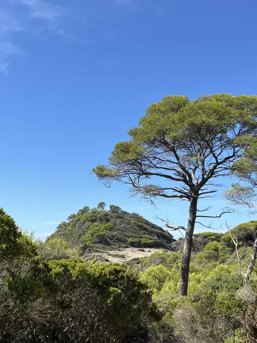Kiefer auf Porquerolles