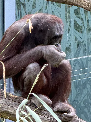 Tiergarten Schönbrunn – Orang-Utan